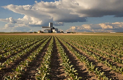 Flat Red River Valley Minnesota farmland with rows of sugar beet plants stretching to the horizon and a grain elevator in the distance