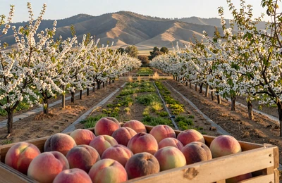 Japanese-American fruit orchard in California Central Valley with blossoming trees and irrigation channels
