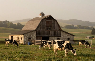 Traditional German-American dairy farm in Wisconsin with Holstein cows grazing on rolling green pastures