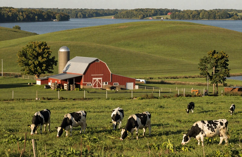Wisconsin dairy farm with Holstein cows grazing on green pasture near red barn