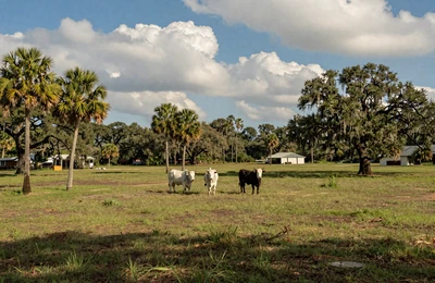 Central Florida cattle ranch with open pastures, palm trees, live oaks, and grazing Brahman cattle under blue sky
