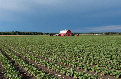 Vast Aroostook County Maine potato fields stretching to the horizon under a blue sky with a red potato barn in the distance
