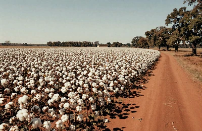 Alabama cotton field in bloom with white bolls under warm Southern sun and pecan trees