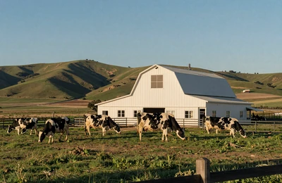 Modern dairy farm with Holstein cows grazing on green pasture in rural California