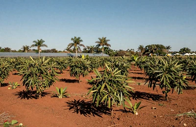 Homestead Florida tropical farm with rows of avocado trees, tropical plants, and greenhouses under warm tropical sky