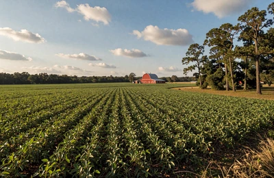 North Florida Panhandle peanut and cotton fields with red barn and pine trees under warm Southern afternoon light