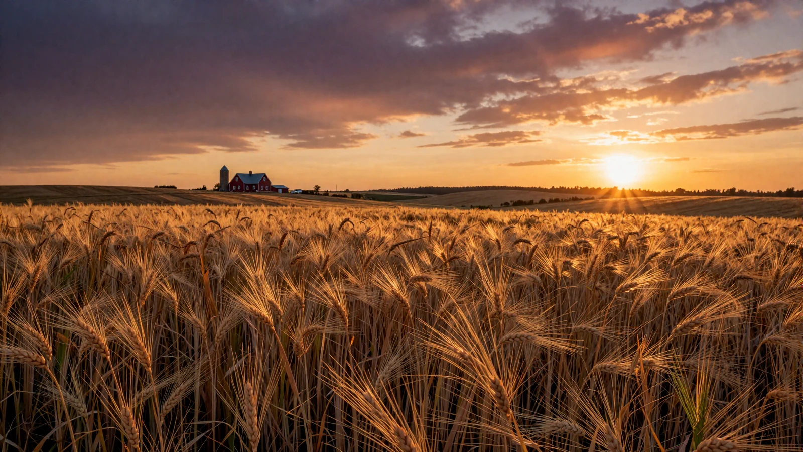 Golden wheat field at sunset across rural American farmland with red barn in distance