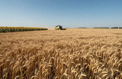 Kansas wheat fields at golden harvest time for farmer dating connections from Iowa