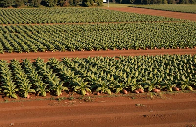 Raleigh Research Triangle area farmland with tobacco and sweet potato fields in the North Carolina Piedmont