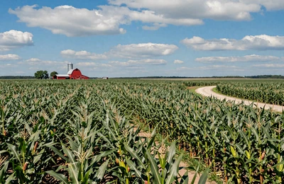 Iowa cornfields stretching to the horizon with a red barn and grain elevator in the Corn Belt heartland