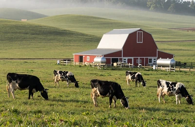 Northern Illinois rolling green dairy pastures near Rockford with Holstein cows grazing by a red barn in morning mist