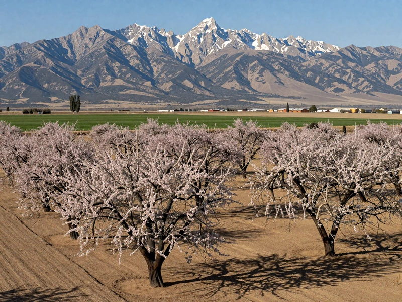 California Central Valley almond orchard in bloom with Sierra Nevada mountains in the distance under bright sunshine