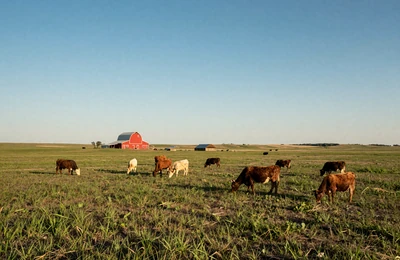 Nebraska Sandhills ranch with cattle grazing on rolling grassland near the Kansas border